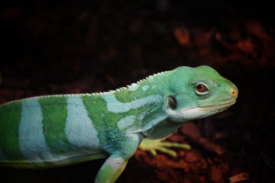 Animais selvagens jardim zoológico verde réptil