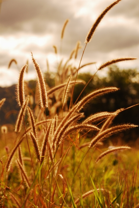 Nature grass branch plant