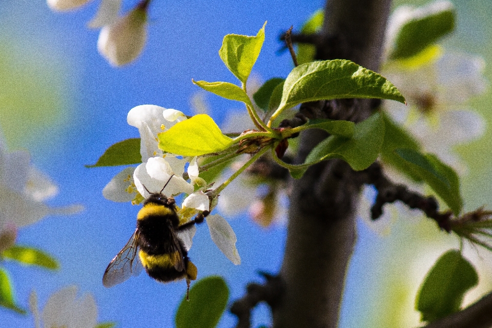 Baum natur zweig blüte