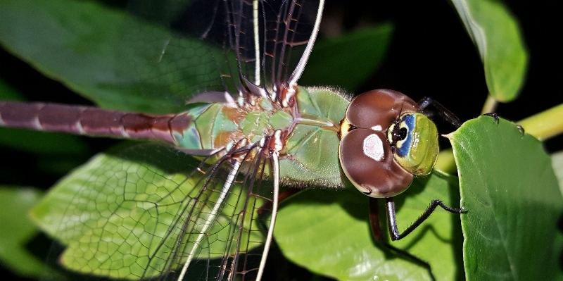 Nature photography flower animal Photo