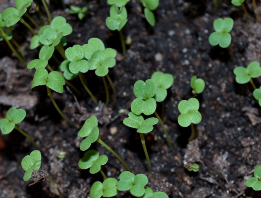 Plant leaf flower land Photo