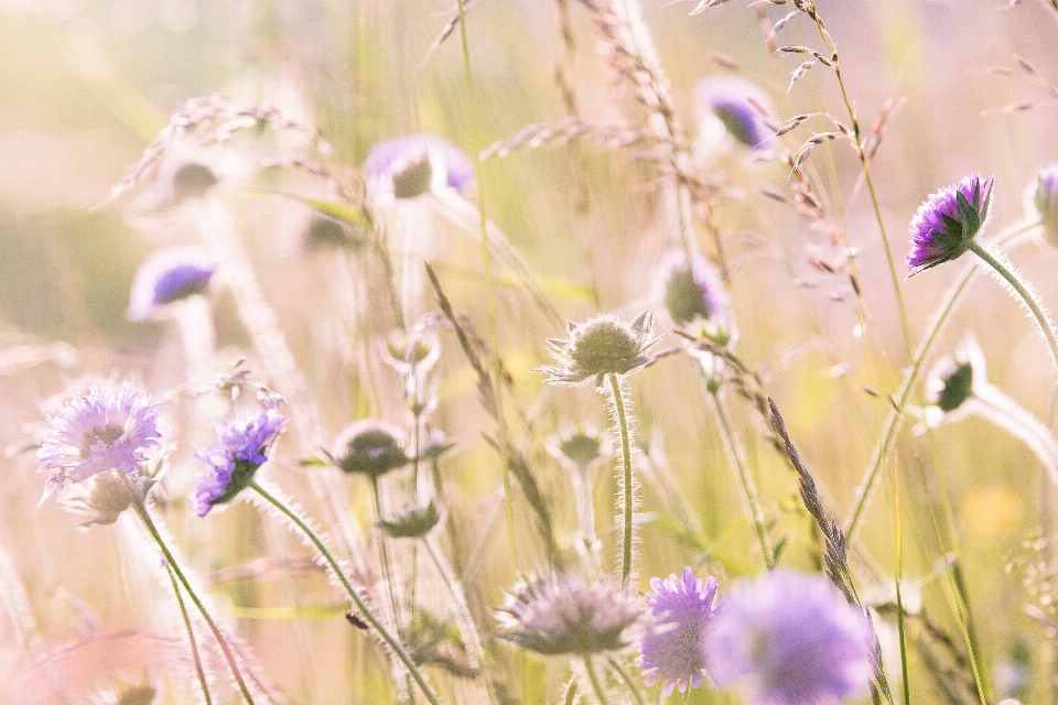 Nature grass branch blossom