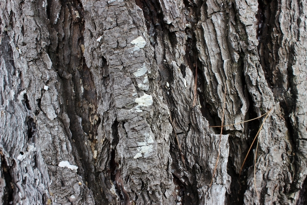 Tree nature branch plant Photo