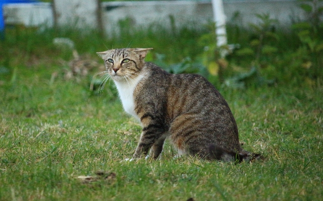 Gras kätzchen katze säugetier Foto