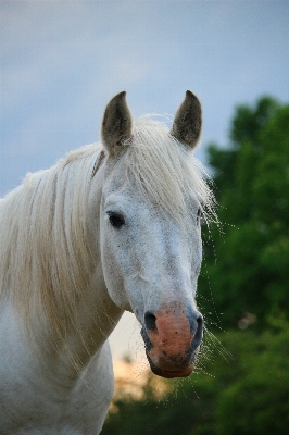 Nature grass pasture horse Photo