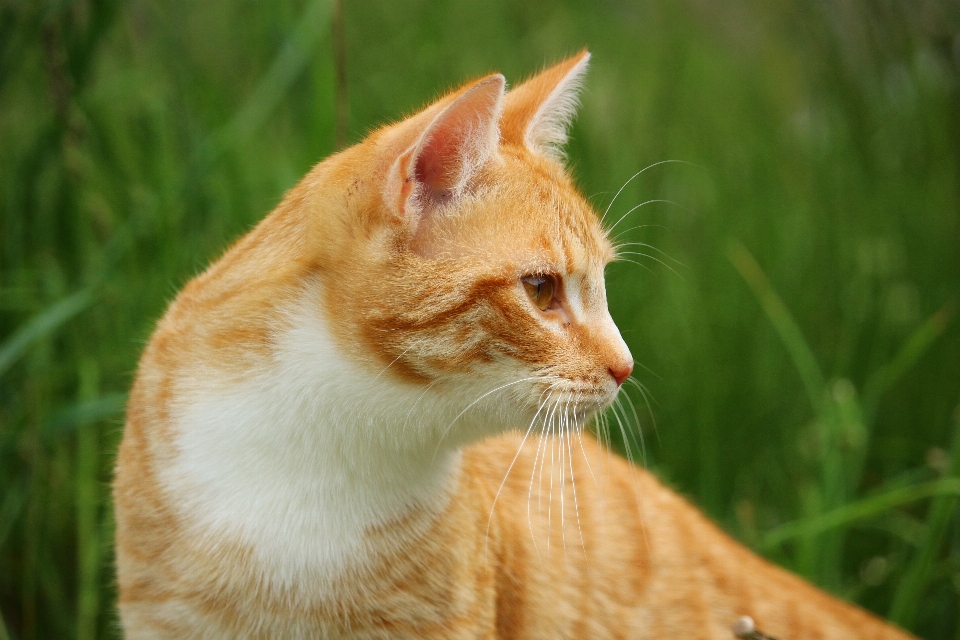 草 小猫 猫 哺乳动物