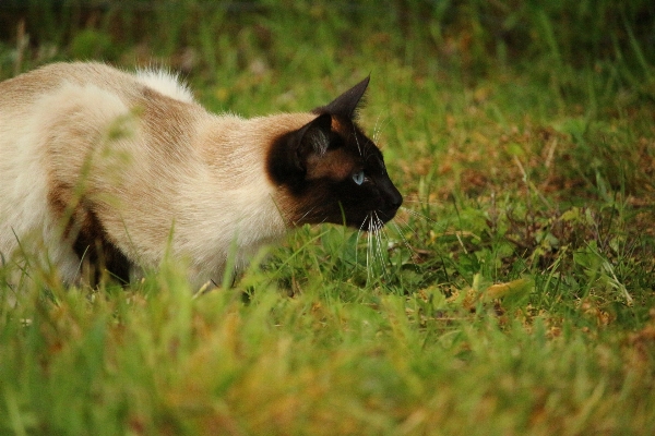 Foto Césped gatito gato mamífero