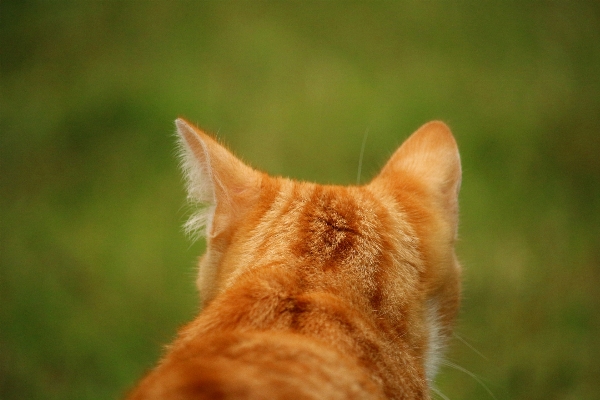 Foto Rumput margasatwa anak kucing