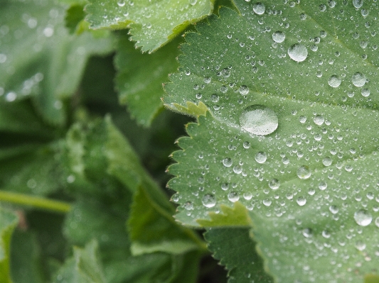 Water drop dew plant Photo