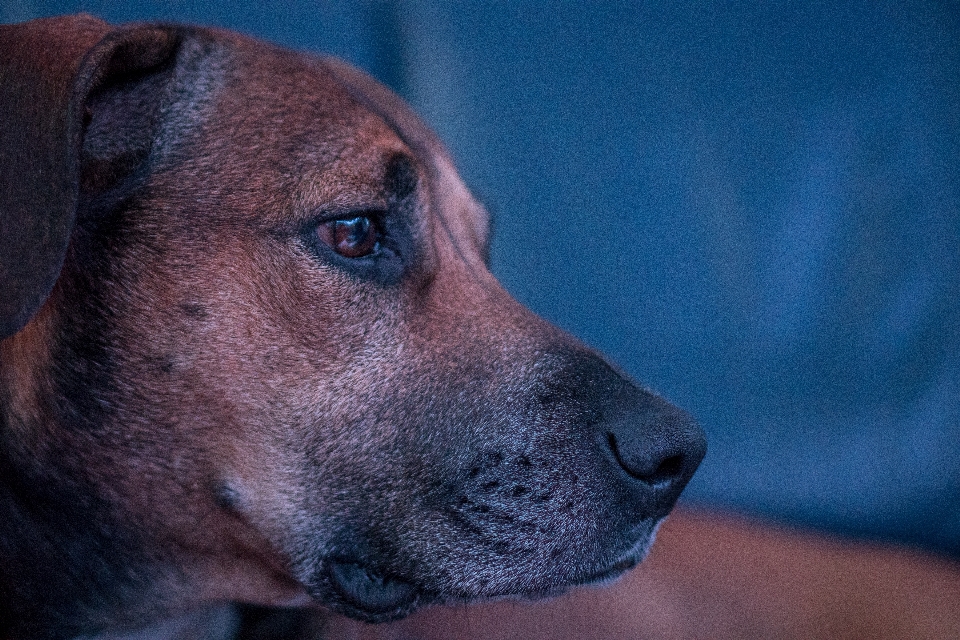 子犬 犬 動物 プロフィール