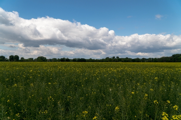 Landscape nature grass horizon Photo