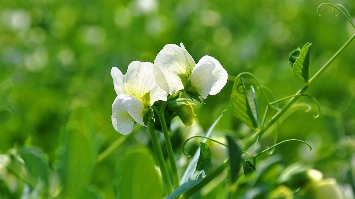 自然 草 花 植物 写真