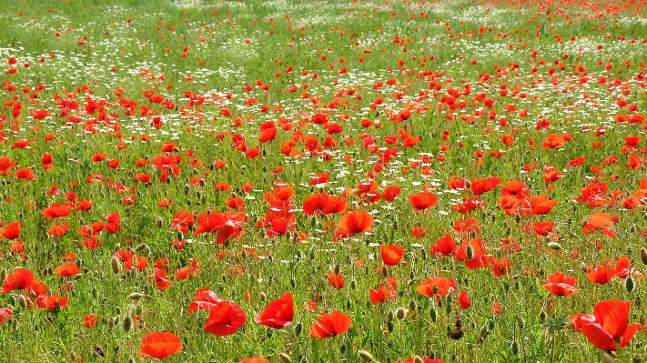 Foto Naturaleza planta campo prado
