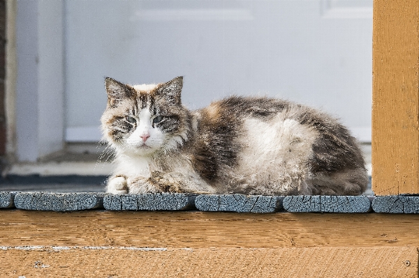 Cute porch looking pet Photo