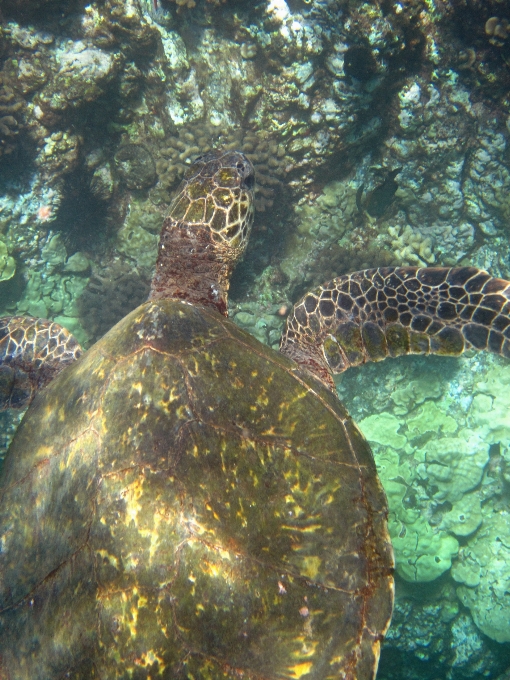 Agua animal fauna silvestre submarino