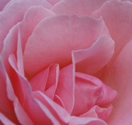 Blossom plant flower petal Photo