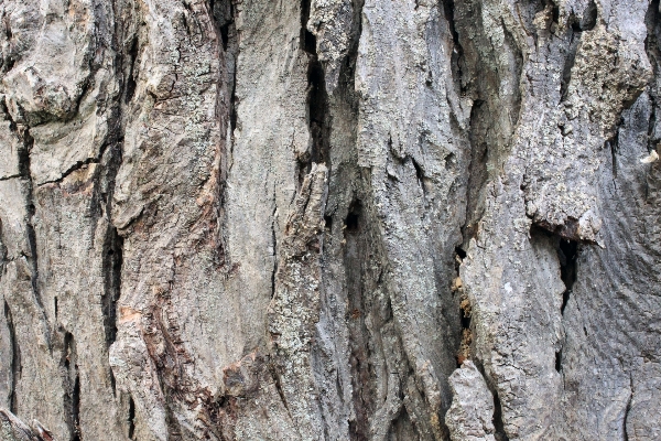 Tree nature branch abstract Photo