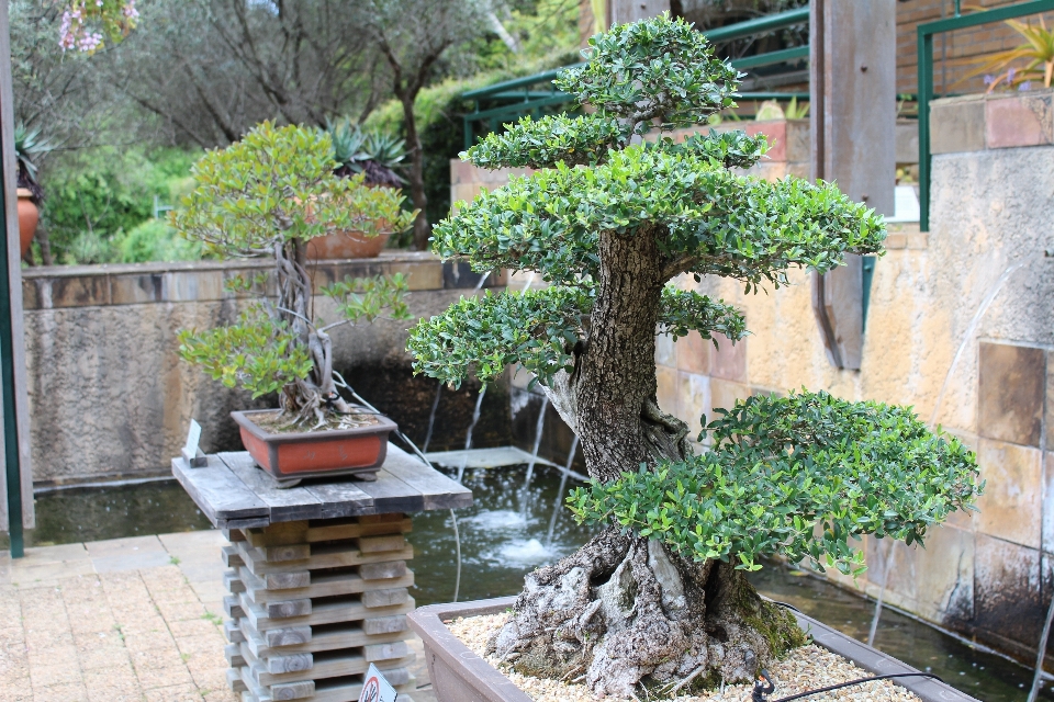 Albero pianta fiore giardino dietro la casa
