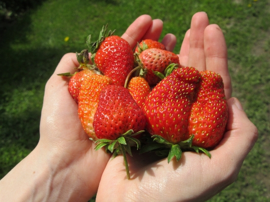 Foto Plantar fruta flor comida