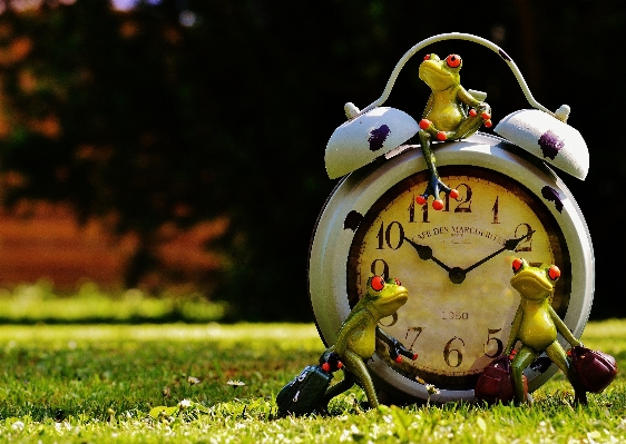 Meadow sweet clock time Photo