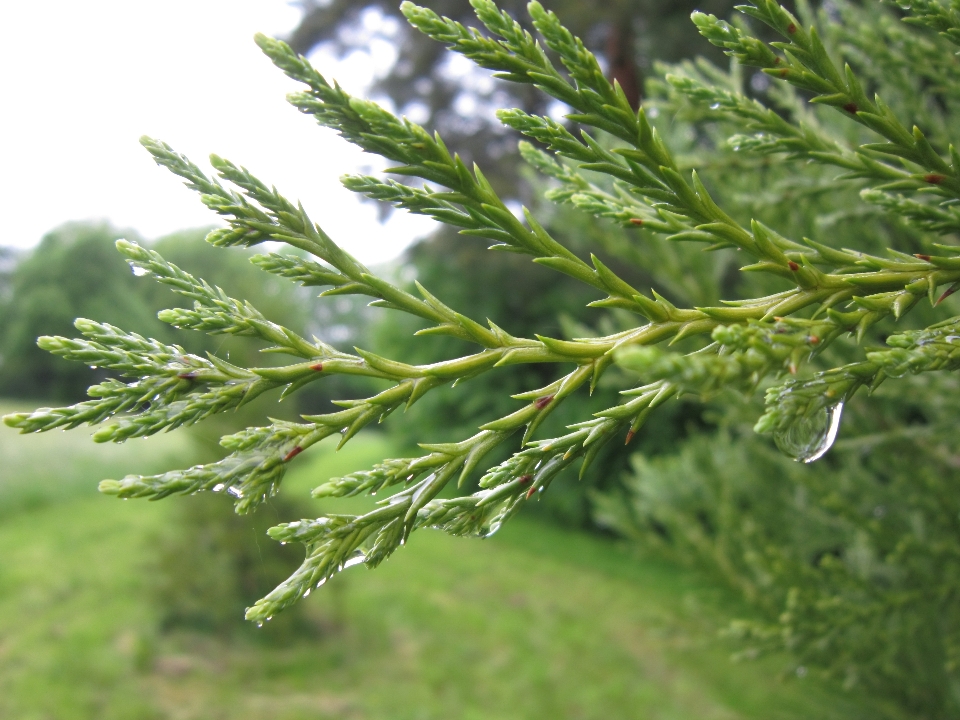 árvore água natureza filial