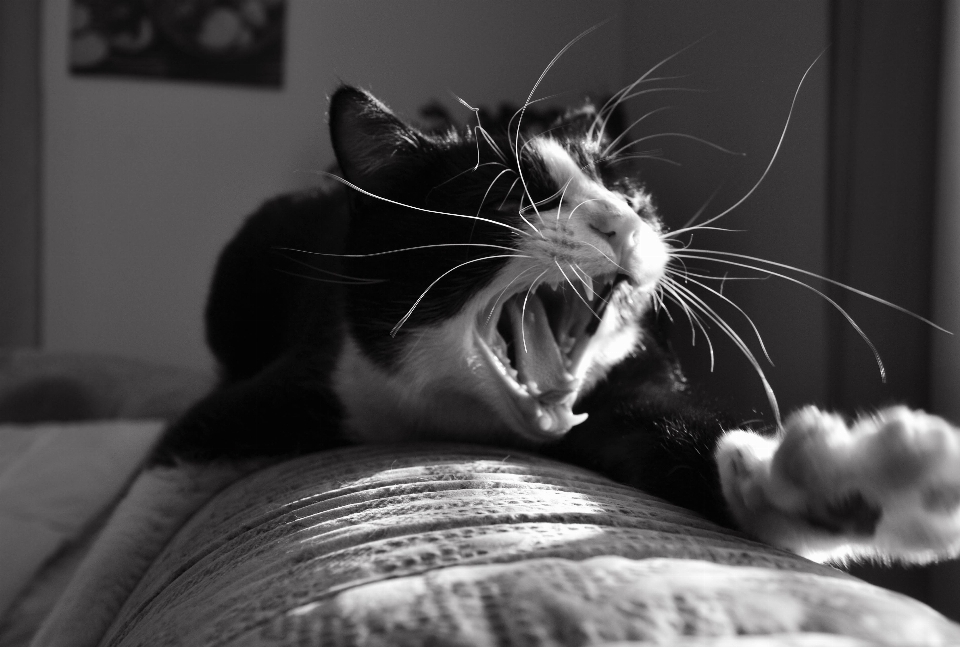 Bianco e nero
 sole fotografia