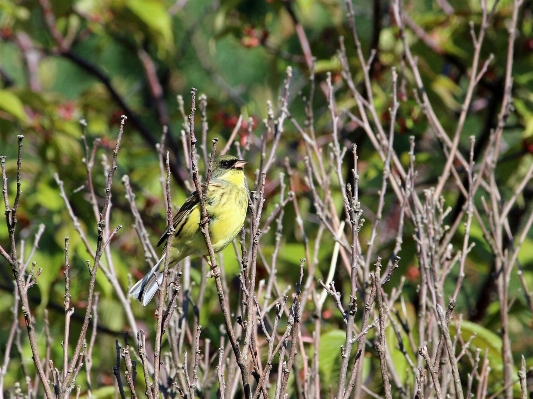 Branch bird flower wildlife Photo