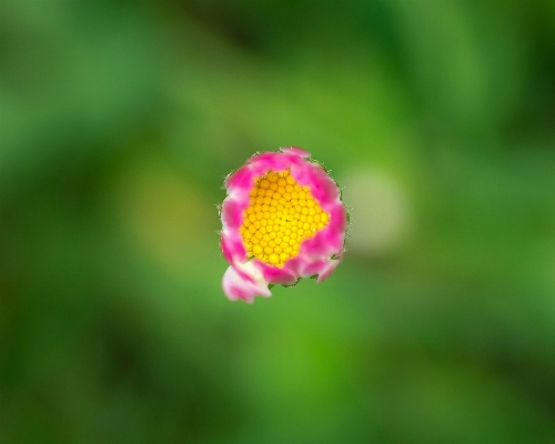 Nature blossom plant photography Photo