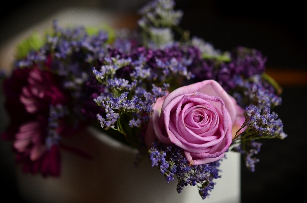 Blossom plant photography flower Photo