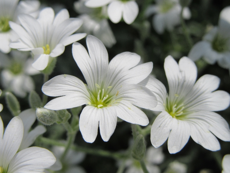 Fleurir usine blanc fleur