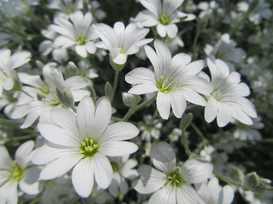 Blossom plant white flower Photo