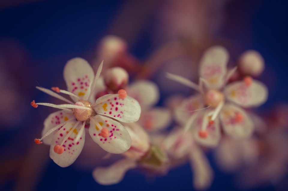 ブランチ 花 植物 白