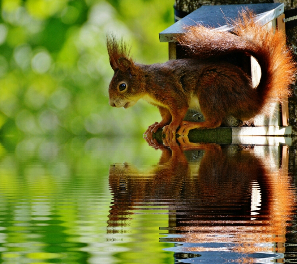 Agua naturaleza lindo fauna silvestre