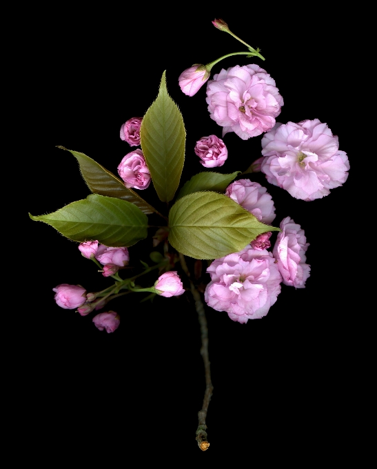 Nature branch blossom growth