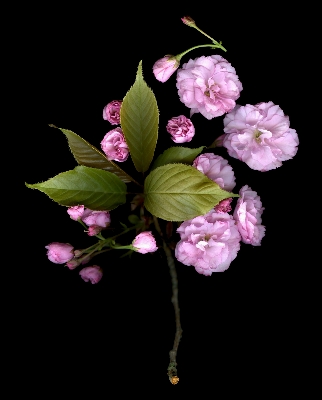 Nature branch blossom growth Photo