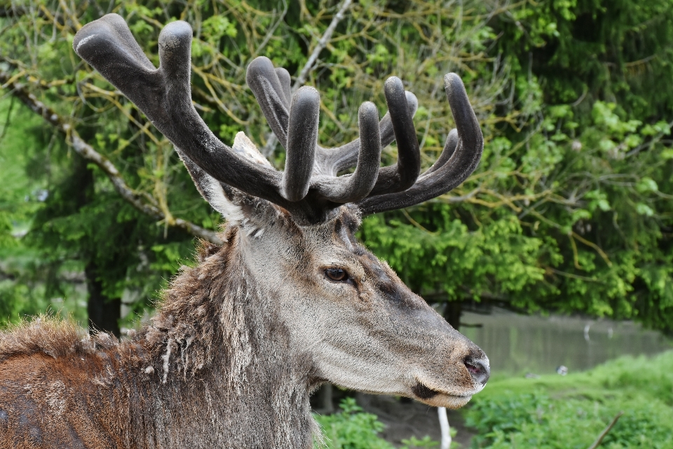 Nature forest animal male