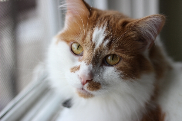 White animal cat feline Photo