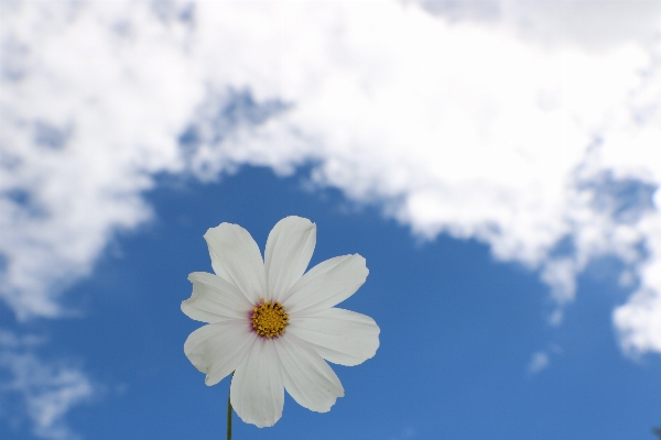 Nature blossom cloud plant Photo