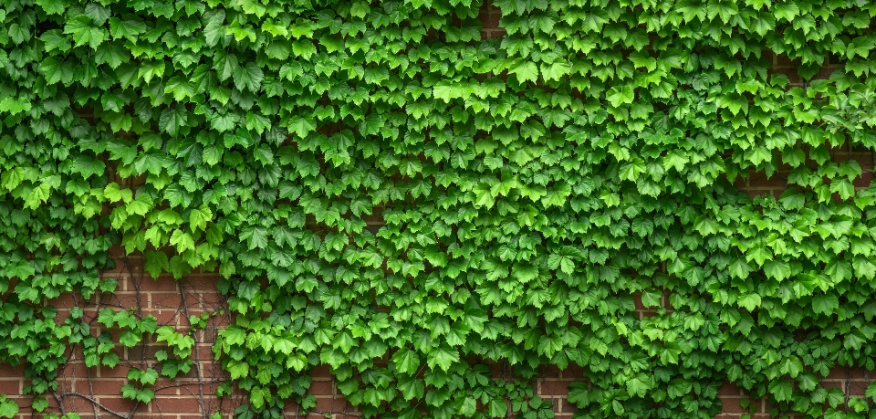 木 自然 概要 植物