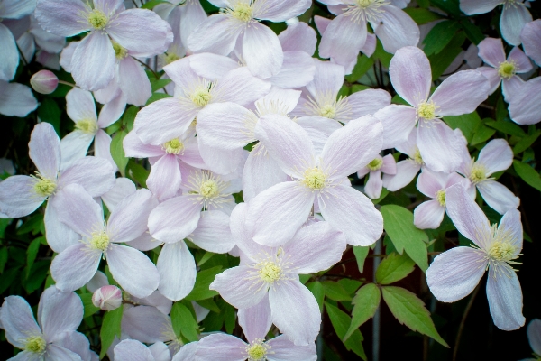 Blossom plant white flower Photo