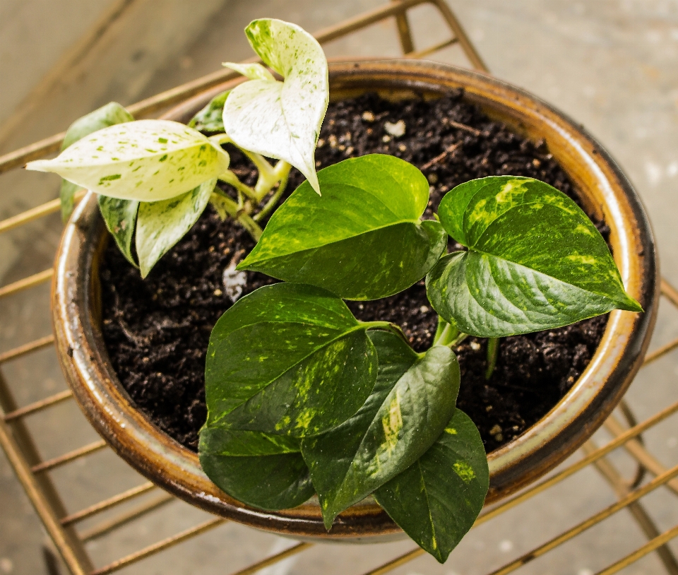 植物 叶子 花 食物