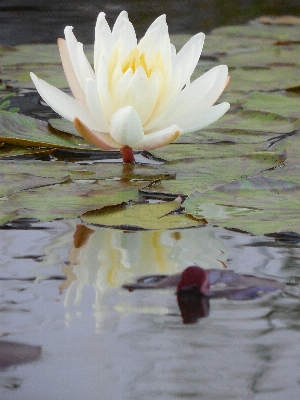 Water nature outdoor blossom Photo