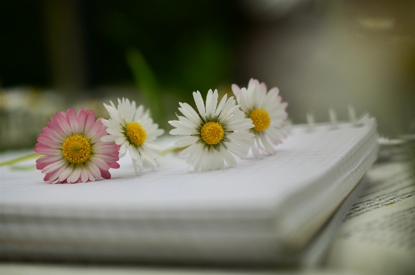 Notebook blossom book plant Photo