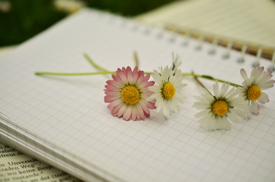 Notebook book plant leaf