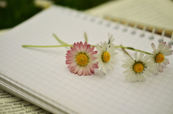 Notebook book plant leaf Photo