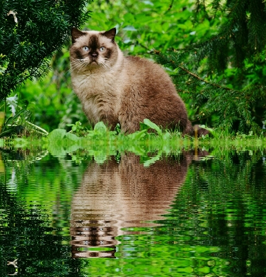 Foto Acqua dolce fiore animale