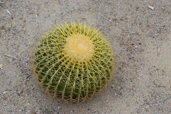 Foto Cacto
 plantar flor produzir