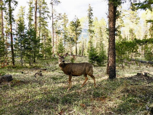 Nature forest animal country Photo