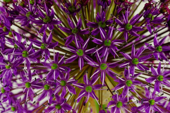 Foto Natura pianta fiore petalo