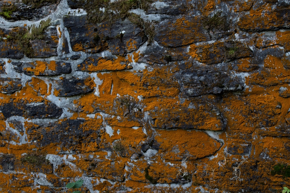 Tree rock structure texture